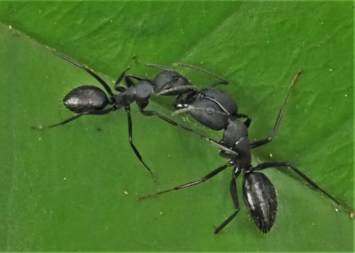 Réf. 312 107 : Camponotus sp.